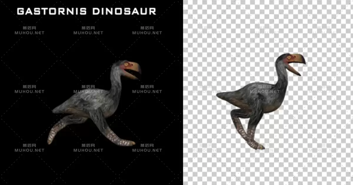 灭绝的恐龙鸟类走路视频素材带Alpha通道