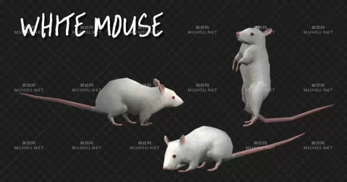 动物小白老鼠3场景Animal Pack -White Mouse - 3 Scene视频素材带Alpha通道