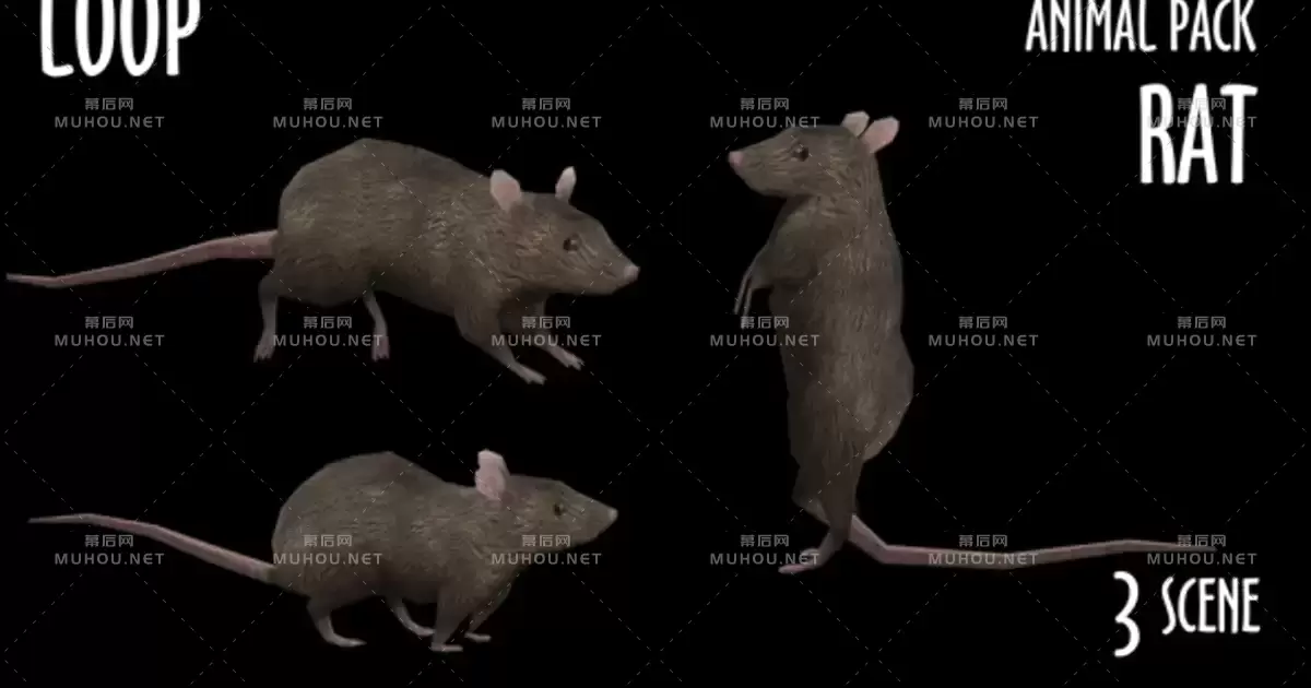 动物包-老鼠3组动画Animal Pack - Rat - 3 Scene视频素材带Alpha通道