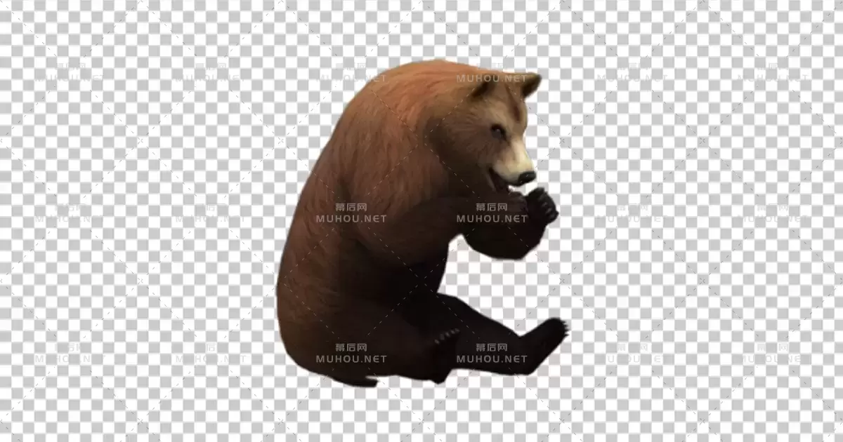 棕熊吃食物Brown Bear Eating视频素材带Alpha通道