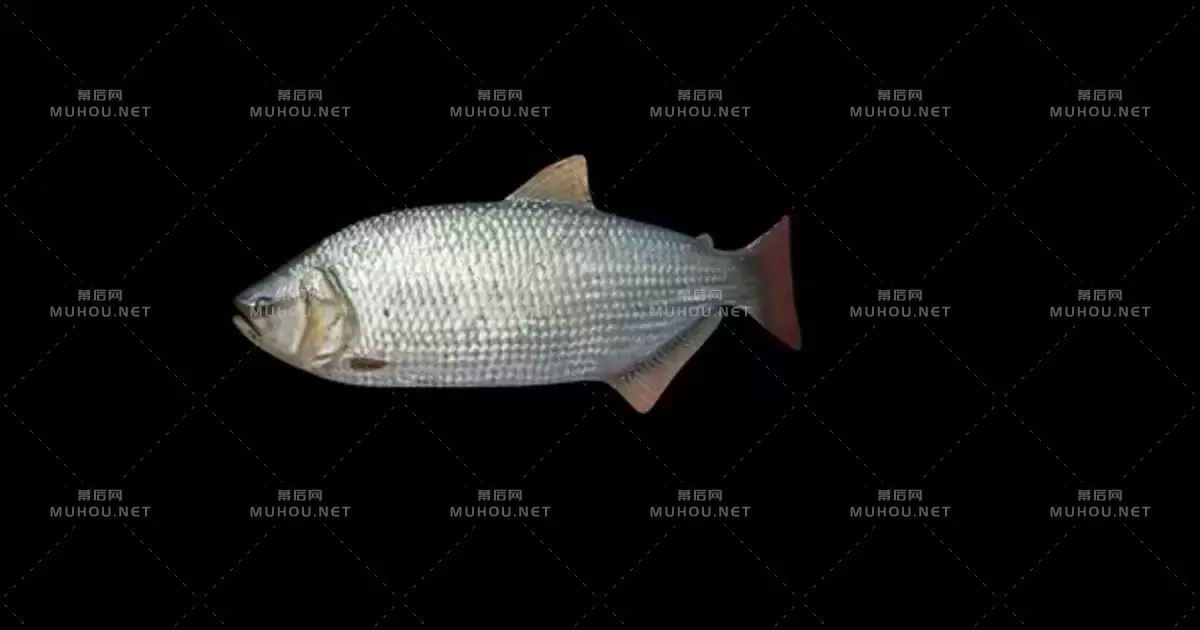 水中的鲫鱼4K Brycon Fish视频素材带Alpha通道