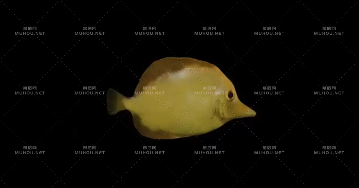 黄唐鱼Yellow Tang Fish视频素材带Alpha通道