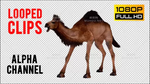 咖啡色骆驼走路Camel 6视频素材带Alpha通道插图