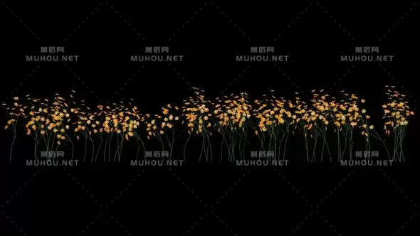 正在生长的黄色花朵Growing Yellow Flowers视频素材带Alpha通道插图