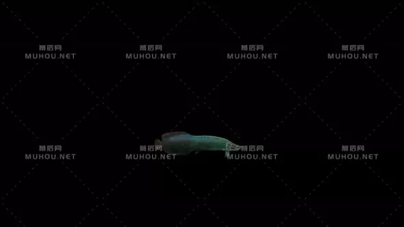 绿色半透明小鱼4K Arapaima Fish视频素材带Alpha通道插图