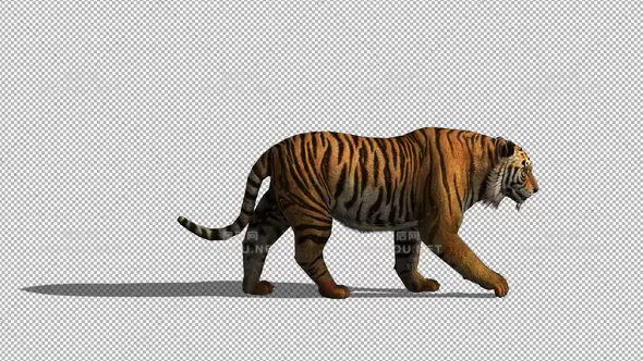 4k胖老虎走路漫步4K Tiger Walk视频素材带Alpha通道插图
