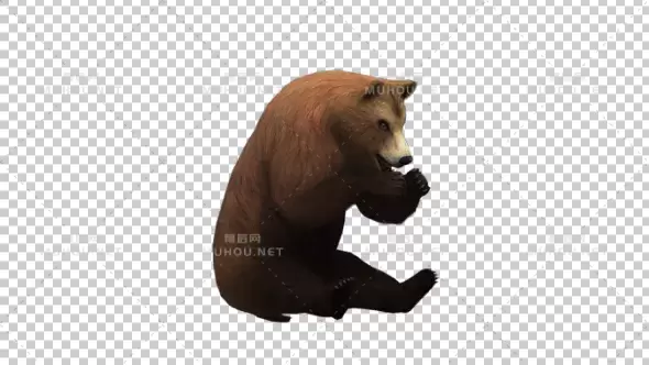 棕熊吃食物Brown Bear Eating视频素材带Alpha通道插图
