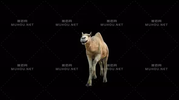 4k骆驼跑前走路Camel Run Front视频素材带Alpha通道插图