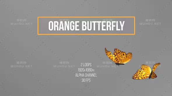 橙色蝴蝶在空中飞舞Orange Butterfly视频素材带Alpha通道插图
