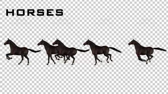 马奔跑动画Horses视频素材带Alpha通道插图