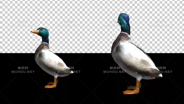 鸭子站立观察Duck Standing视频素材带Alpha通道插图