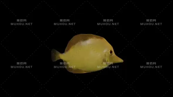 黄唐鱼Yellow Tang Fish视频素材带Alpha通道插图