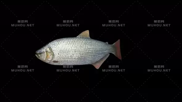 水中的鲫鱼4K Brycon Fish视频素材带Alpha通道插图