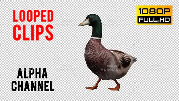 鸭子循环动画4Duck Looped 4视频素材带Alpha通道插图