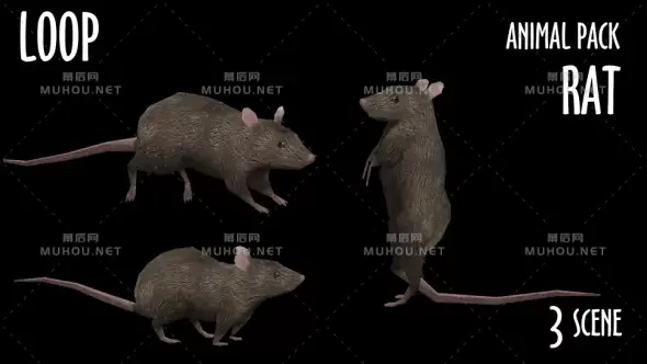 动物包-老鼠3组动画Animal Pack - Rat - 3 Scene视频素材带Alpha通道插图