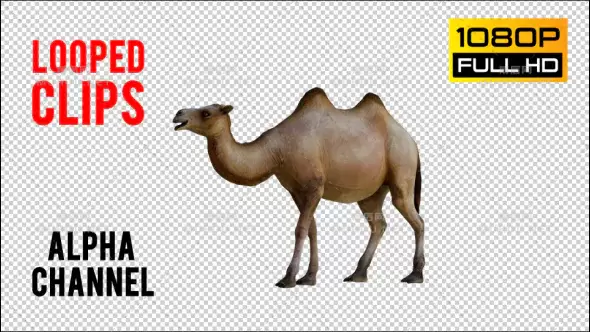 骆驼在沙漠走路透明元素视频素材带Alpha通道插图