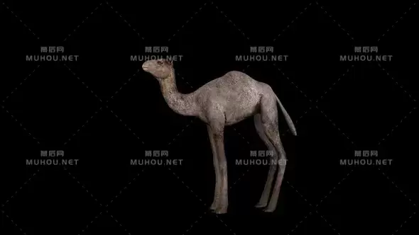 小骆驼运动循环Baby Camel视频素材带Alpha通道插图