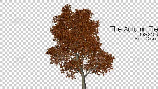 秋天的树元素动画The Autumn Tree视频素材带Alpha通道插图