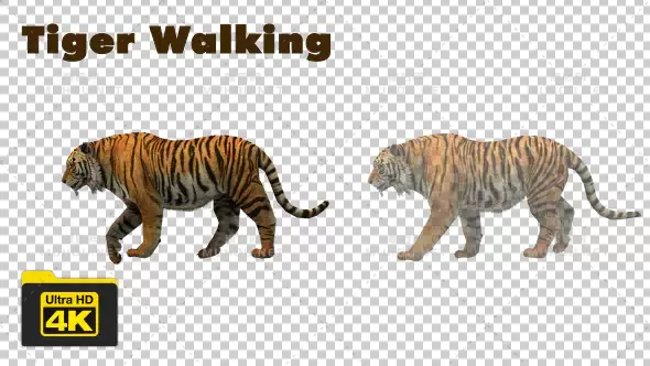 步行老虎走路Walking Tiger - 4K视频素材带Alpha通道插图