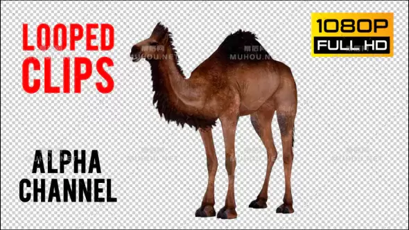 骆驼透明动画Camel 4视频素材带Alpha通道插图