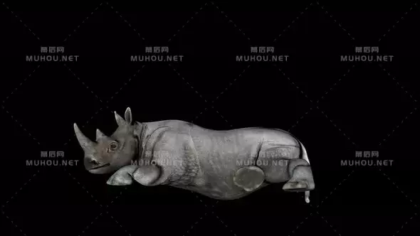 4k犀牛坐在地上Rhino Sitting视频素材带Alpha通道插图