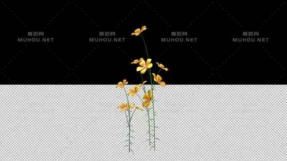 黄色矮牵牛花Yellow Petunia视频素材带Alpha通道插图