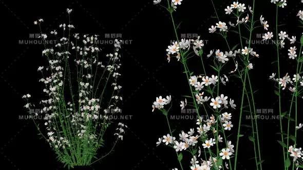 植物开花白色花朵White Flowers视频素材带Alpha通道插图
