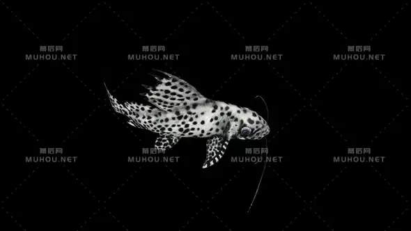 Synodontis Eupterus鱼俯视图Synodontis Eupterus Fish Top View视频素材带Alpha通道插图