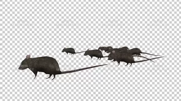 一群老鼠跑步Rats Running视频素材带Alpha通道插图