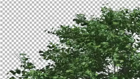 摇曳树梢树冠摇晃透明Kousa Dogwood Swaying Tree Crown Tree is Swaying视频素材带Alpha通道插图