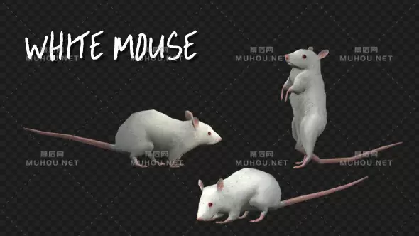 动物小白老鼠3场景Animal Pack -White Mouse - 3 Scene视频素材带Alpha通道插图