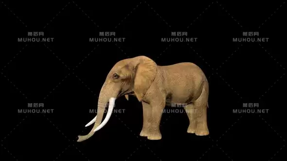 马戏团大象睡觉Circus Elephant Sleep视频素材带Alpha通道插图