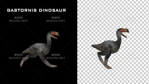 灭绝的恐龙鸟类走路视频素材带Alpha通道插图