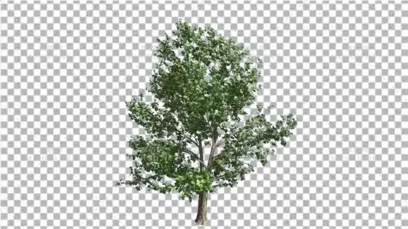 迎风摇曳的树木植物Korean Stewartia Thin Tree is Swaying at the Wind视频素材带Alpha通道插图