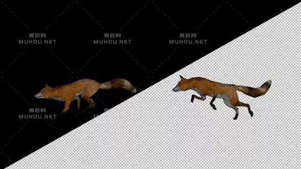 福克斯奔跑Fox Run视频素材带Alpha通道插图