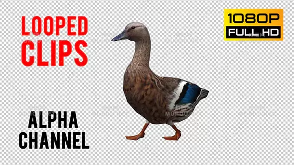 彩色3d鸭子走路Duck Looped视频素材带Alpha通道插图