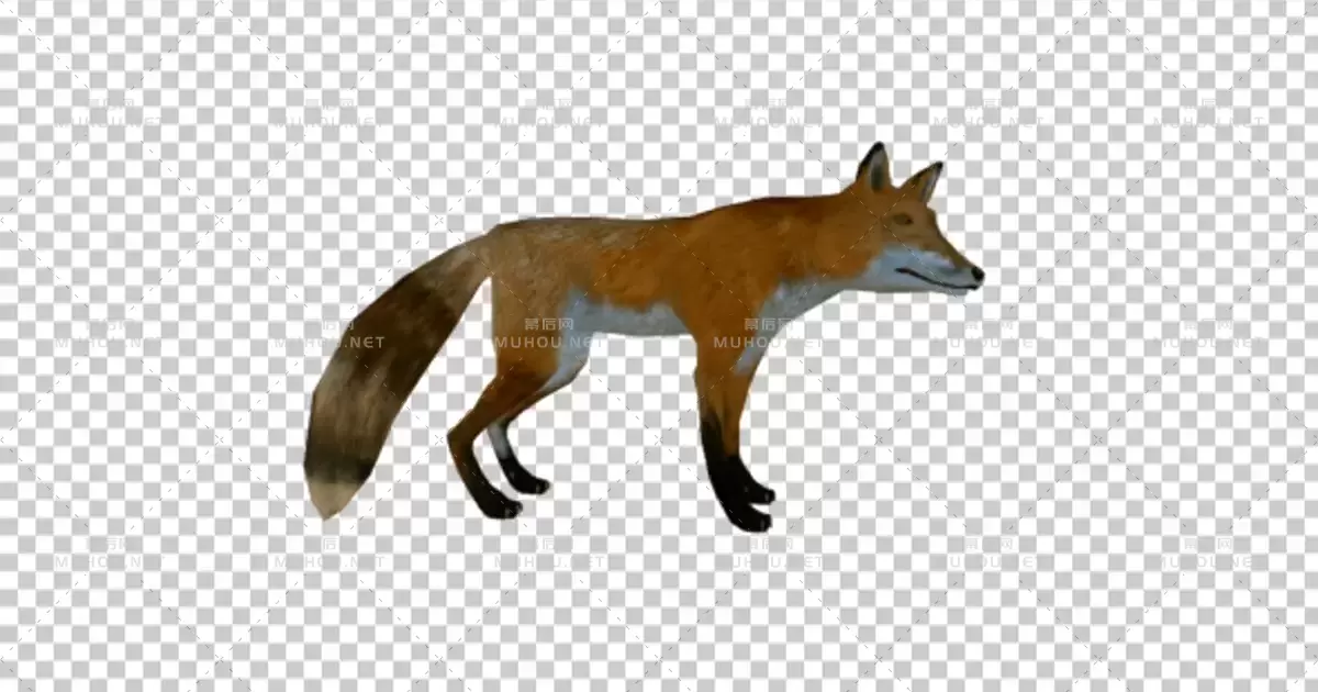 3D现实狐狸动画Realistic Fox视频素材带Alpha通道