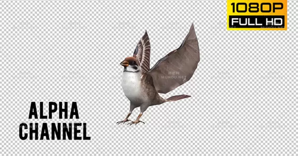 小鸟麻雀起飞循环Sparrow Looped 4视频素材带Alpha通道