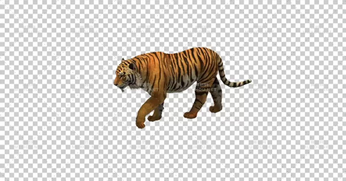 老虎行走动画Tiger Walking视频素材带Alpha通道