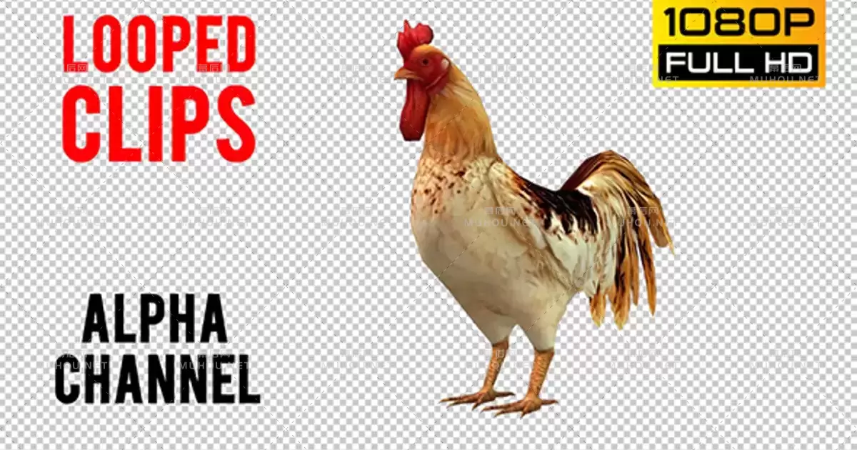 公鸡循环Rooster Looped视频素材带Alpha通道