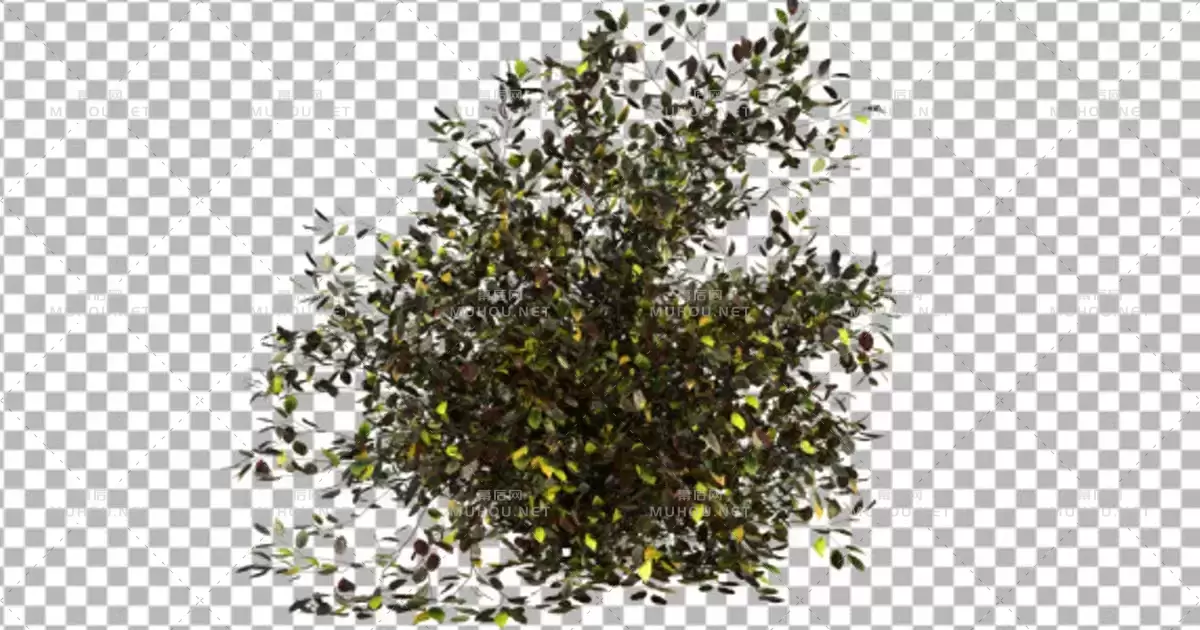 灌木从自然景观三维6Bush Type 6视频素材带Alpha通道