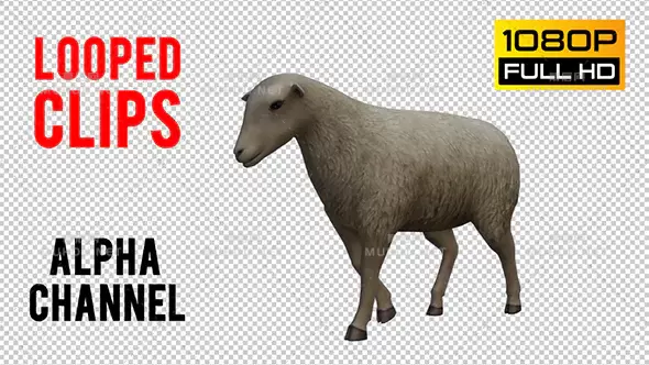 绵羊走路循环2Sheep Looped 2视频素材带Alpha通道插图
