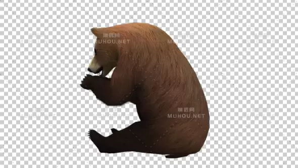 森林中的棕熊吃食物Bear Eat视频素材带Alpha通道插图
