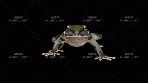 4k青蛙跳跃前视图4K Frog Walk Front View视频素材带Alpha通道插图