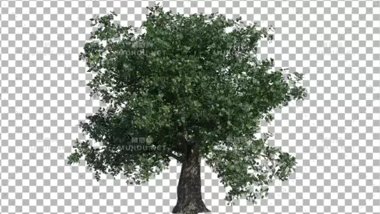 橡树绿色大树动画Oak Tree视频素材带Alpha通道插图