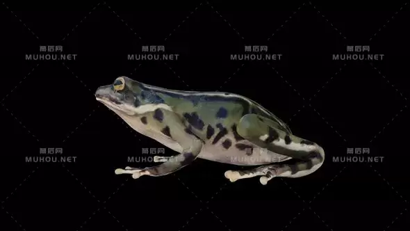 4k青蛙跳跃野生动物Frog Idle视频素材带Alpha通道插图