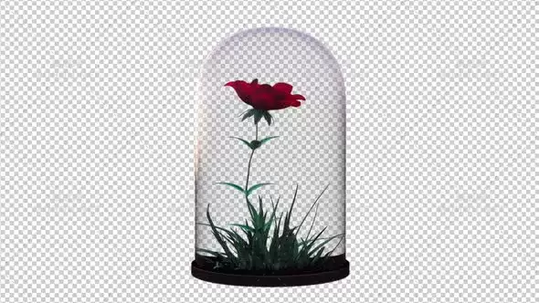 在玻璃灯笼中种花玫瑰花Growing Flower In The Glass Lantern视频素材带Alpha通道插图