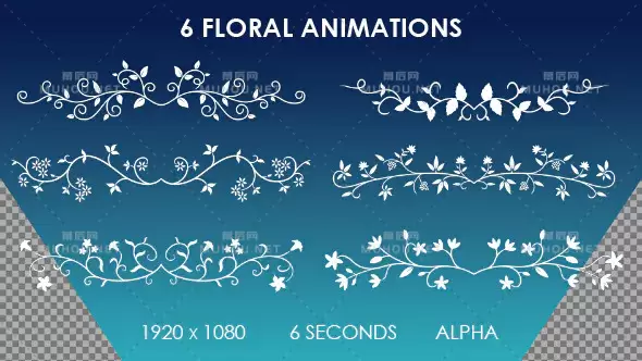 种花卉装饰动画6 Floral Ornamental Animations视频素材带Alpha通道插图