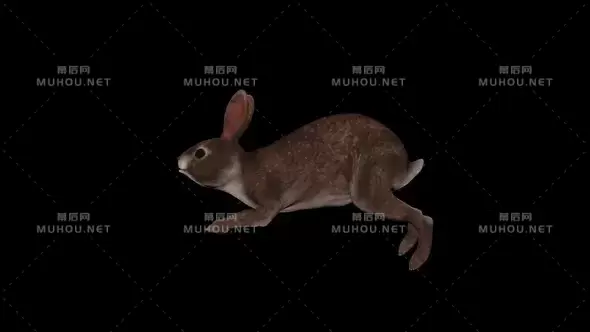 野兔子奔跑3d动画Wild Rabbit Run视频素材带Alpha通道插图