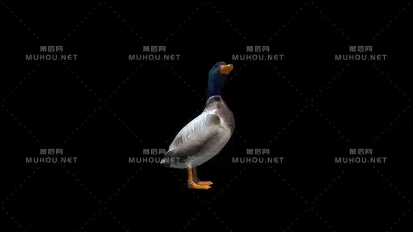 绿头鸭子三维动画Duck Male Transparent Alpha Loop视频素材带Alpha通道插图